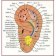 auricoloterapia